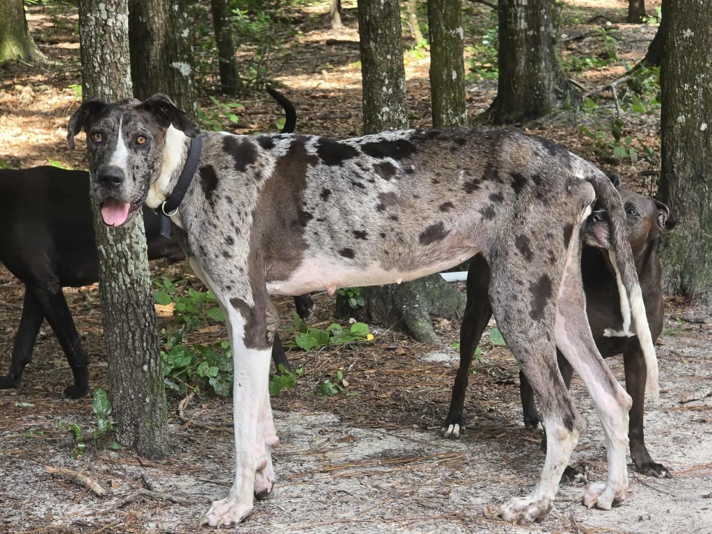 Zira