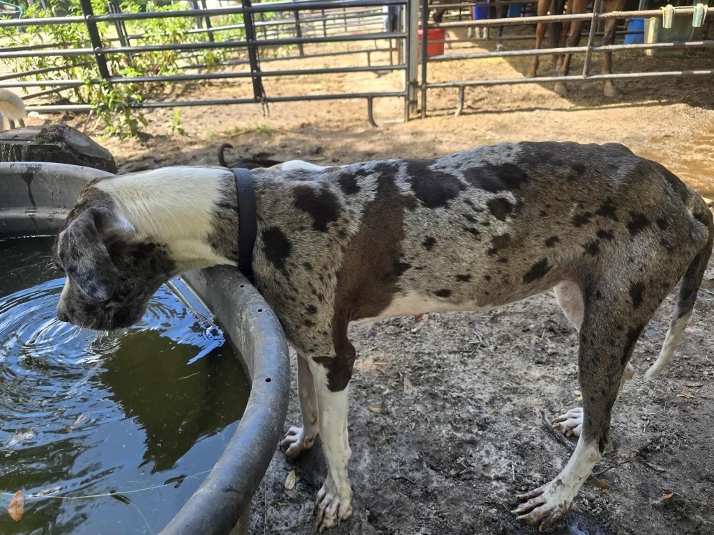 Zira