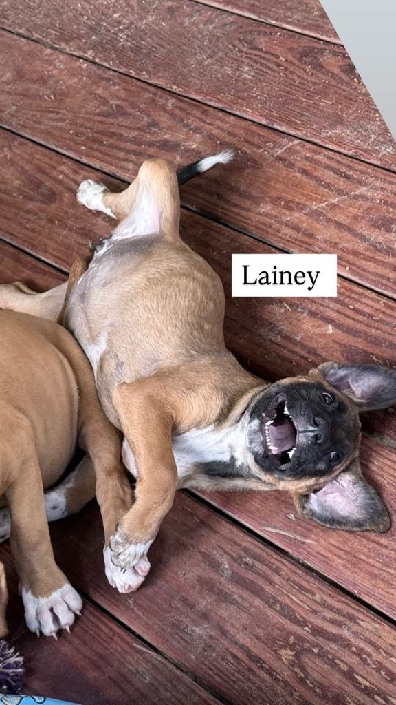 Lainey