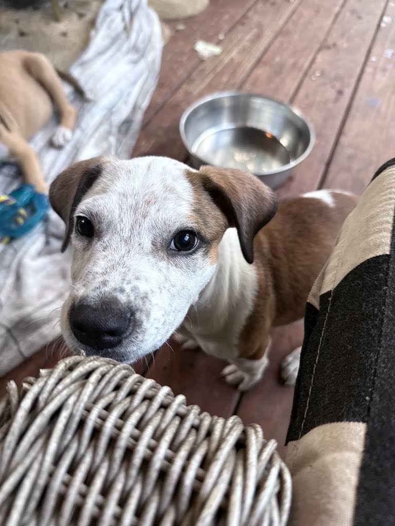 Hank