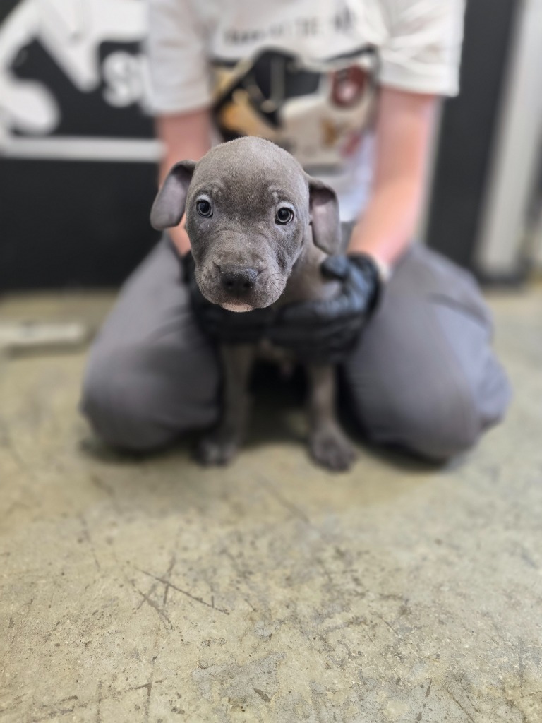 Eggplant, an adoptable Mixed Breed in Minot, ND, 58702 | Photo Image 1
