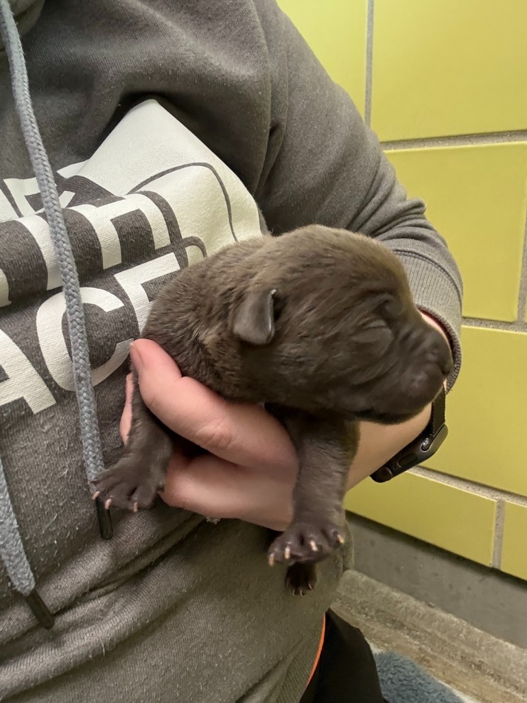 Eggplant, an adoptable Mixed Breed in Minot, ND, 58702 | Photo Image 2