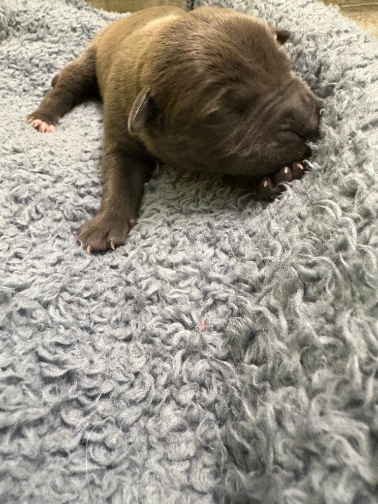 Eggplant, an adoptable Mixed Breed in Minot, ND, 58702 | Photo Image 3