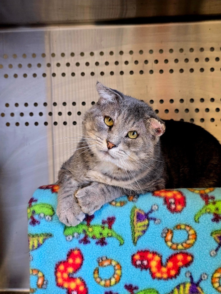 Beast, an adoptable Domestic Short Hair in Minot, ND, 58702 | Photo Image 1