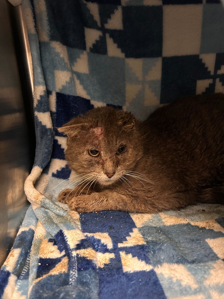 Beast, an adoptable Domestic Short Hair in Minot, ND, 58702 | Photo Image 2