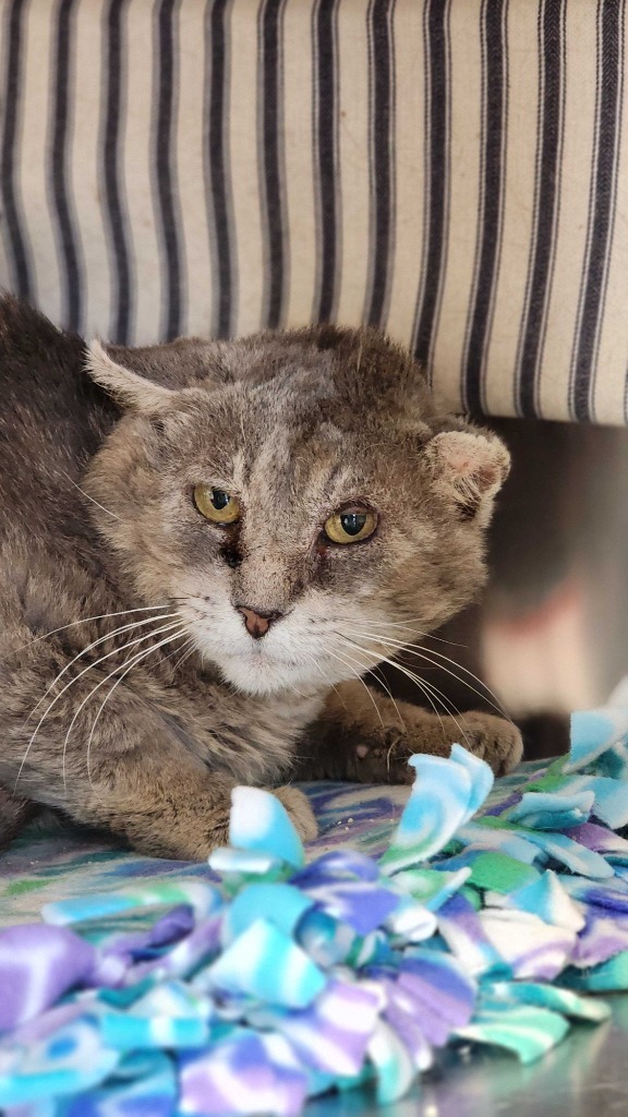 Beast, an adoptable Domestic Short Hair in Minot, ND, 58702 | Photo Image 3