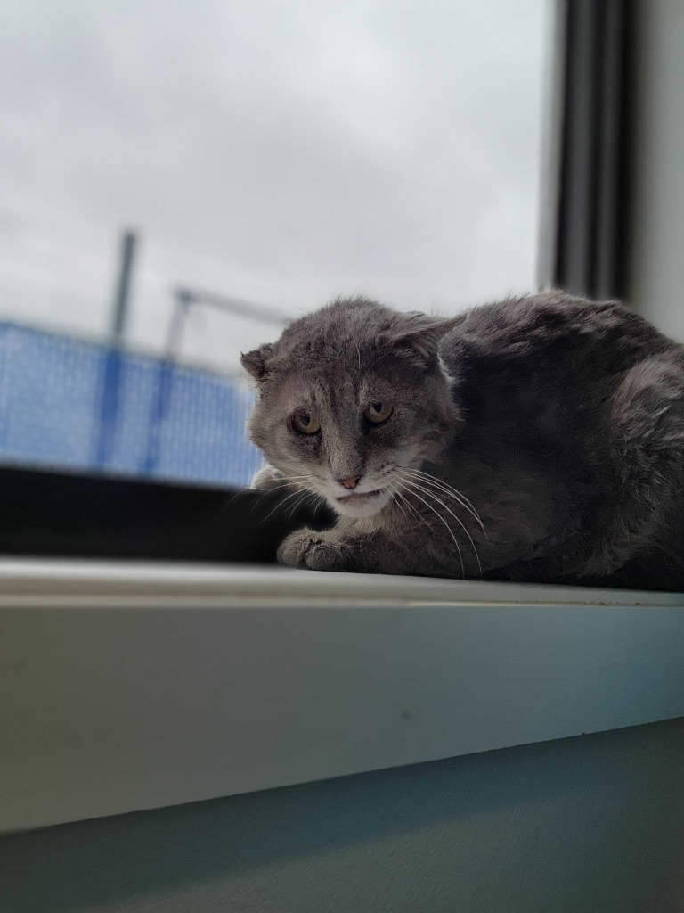 Beast, an adoptable Domestic Short Hair in Minot, ND, 58702 | Photo Image 4