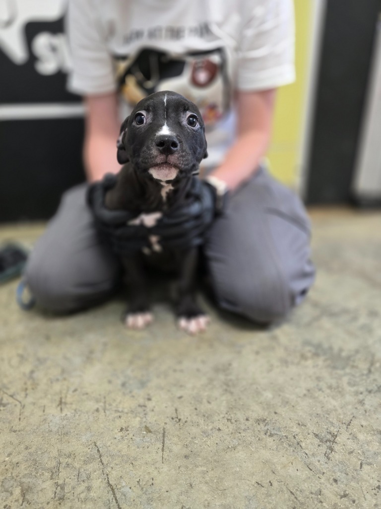 Zucchini, an adoptable Mixed Breed in Minot, ND, 58702 | Photo Image 1