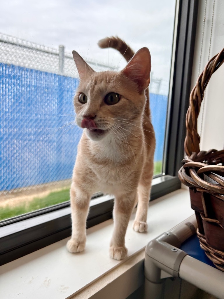 China, an adoptable Domestic Short Hair in Minot, ND, 58702 | Photo Image 1
