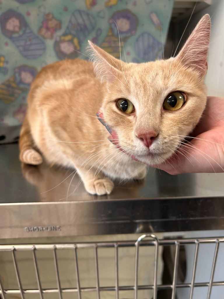 China, an adoptable Domestic Short Hair in Minot, ND, 58702 | Photo Image 2