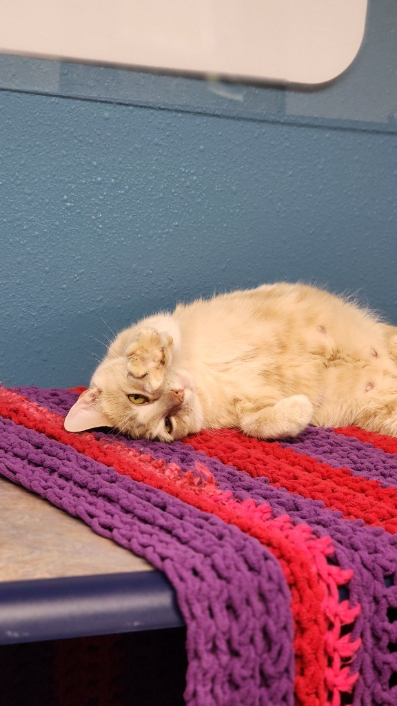 China, an adoptable Domestic Short Hair in Minot, ND, 58702 | Photo Image 3
