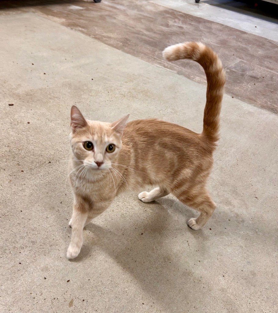 China, an adoptable Domestic Short Hair in Minot, ND, 58702 | Photo Image 4