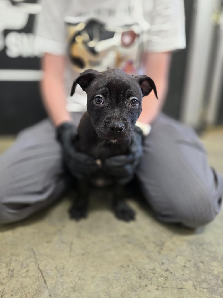 Marjoram, an adoptable Mixed Breed in Minot, ND, 58702 | Photo Image 1