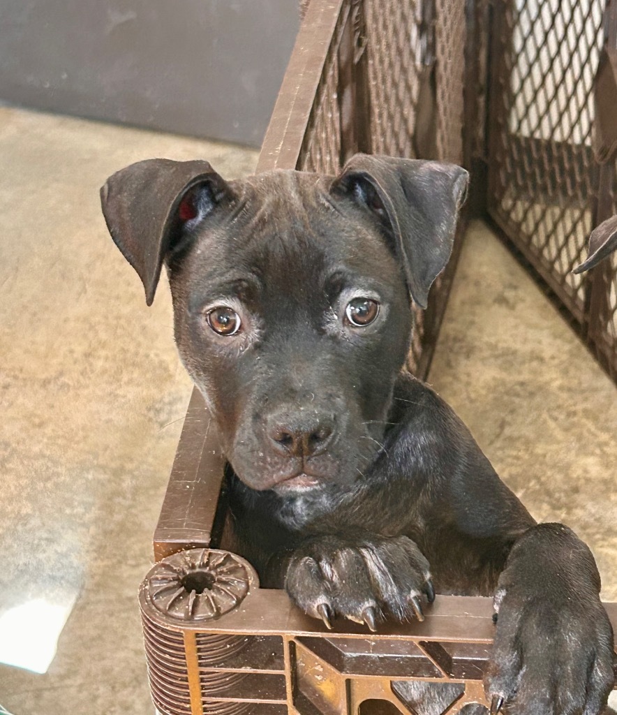Marjoram, an adoptable Mixed Breed in Minot, ND, 58702 | Photo Image 1