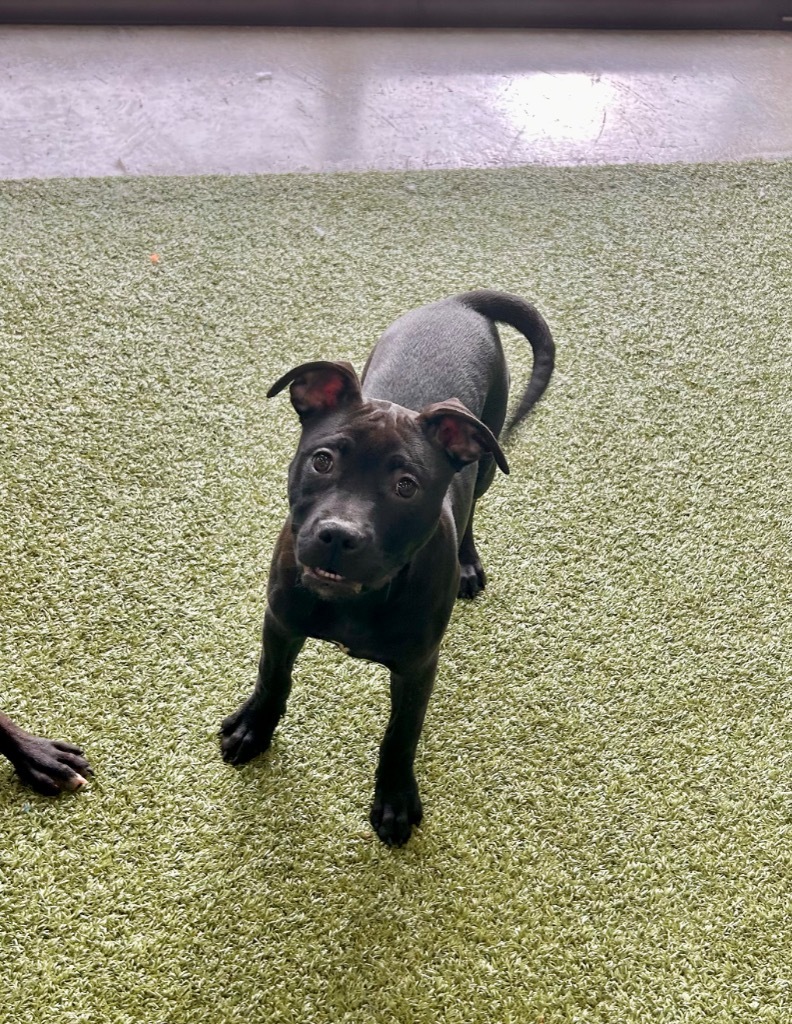 Marjoram, an adoptable Mixed Breed in Minot, ND, 58702 | Photo Image 1