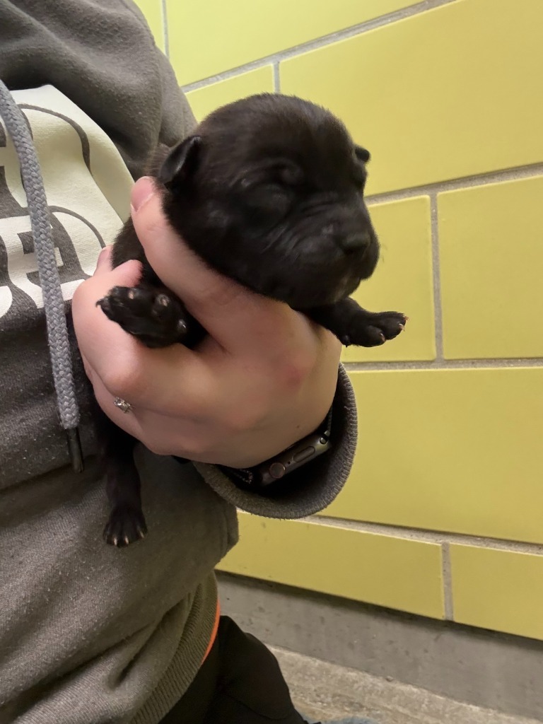 Marjoram, an adoptable Mixed Breed in Minot, ND, 58702 | Photo Image 2