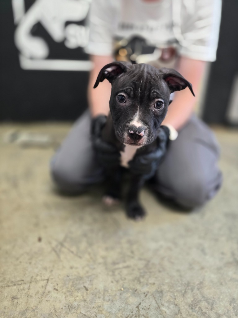 Oregano, an adoptable Mixed Breed in Minot, ND, 58702 | Photo Image 1