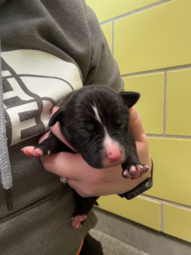 Oregano, an adoptable Mixed Breed in Minot, ND, 58702 | Photo Image 2