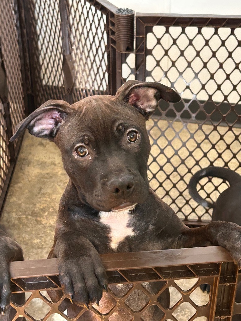 Tomato, an adoptable Mixed Breed in Minot, ND, 58702 | Photo Image 1