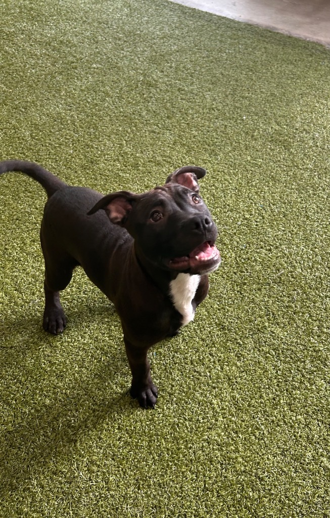 Tomato, an adoptable Mixed Breed in Minot, ND, 58702 | Photo Image 1