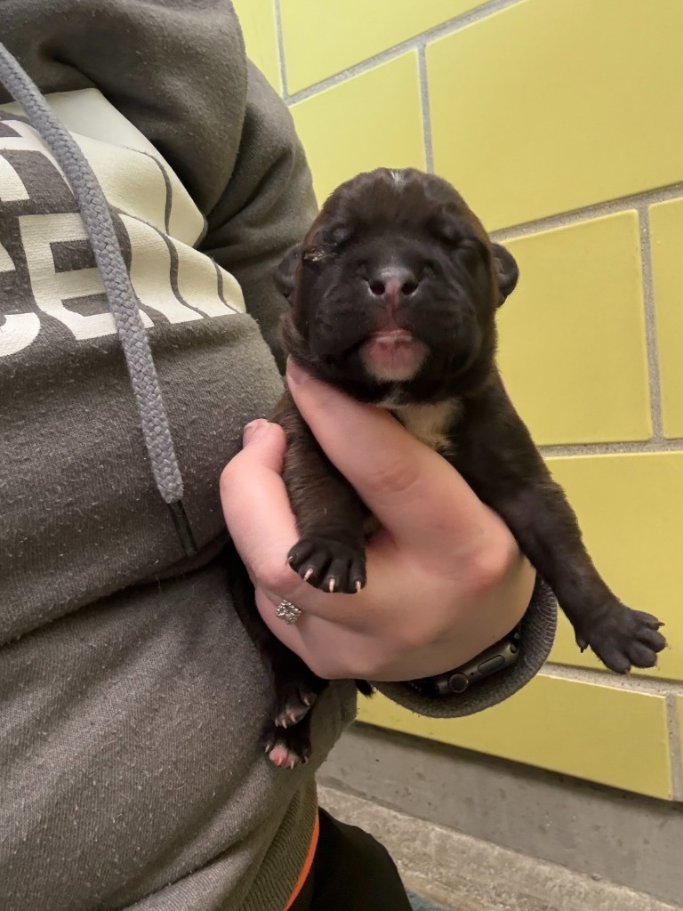 Tomato, an adoptable Mixed Breed in Minot, ND, 58702 | Photo Image 2