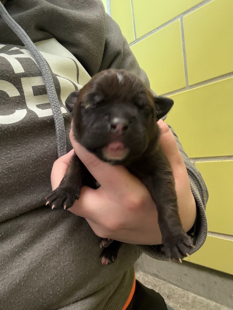 Tomato, an adoptable Mixed Breed in Minot, ND, 58702 | Photo Image 3