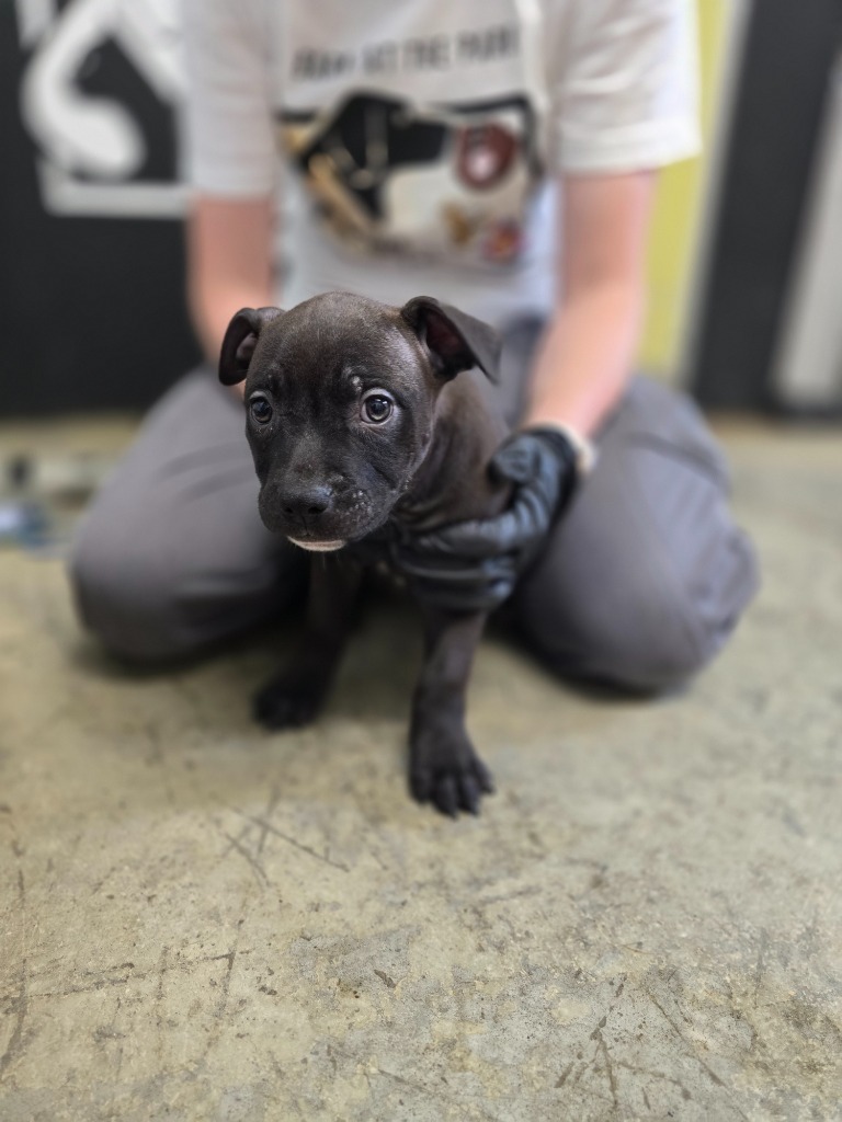 Tomato, an adoptable Mixed Breed in Minot, ND, 58702 | Photo Image 4