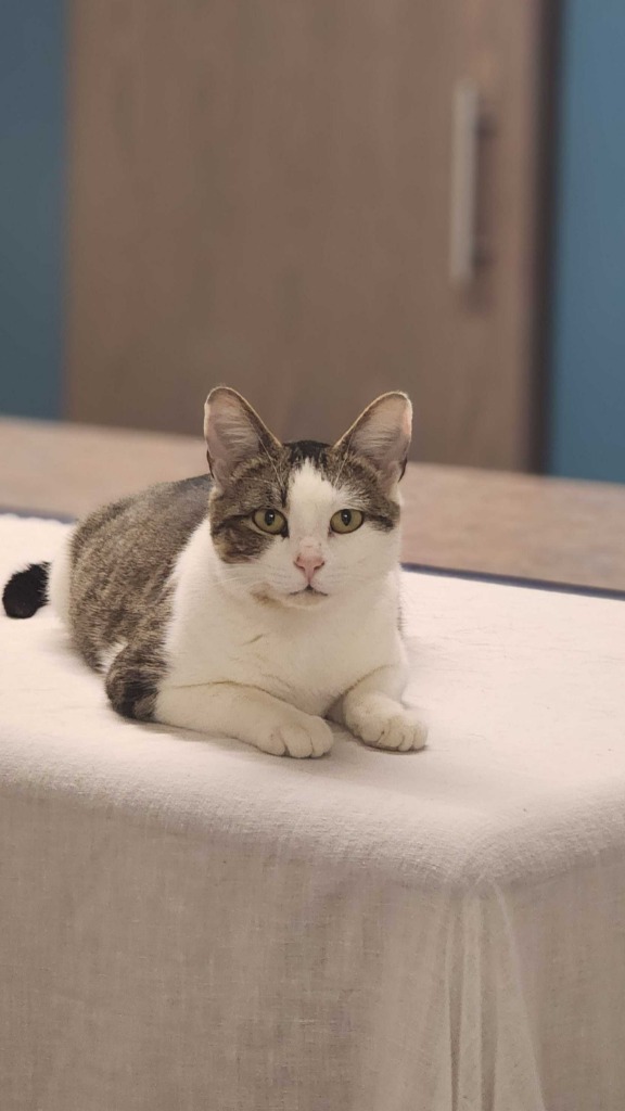 Candy, an adoptable Domestic Short Hair in Minot, ND, 58702 | Photo Image 1