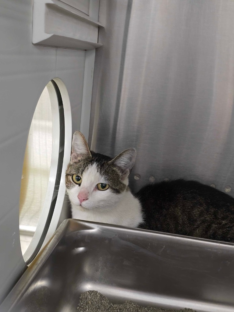 Candy, an adoptable Domestic Short Hair in Minot, ND, 58702 | Photo Image 2