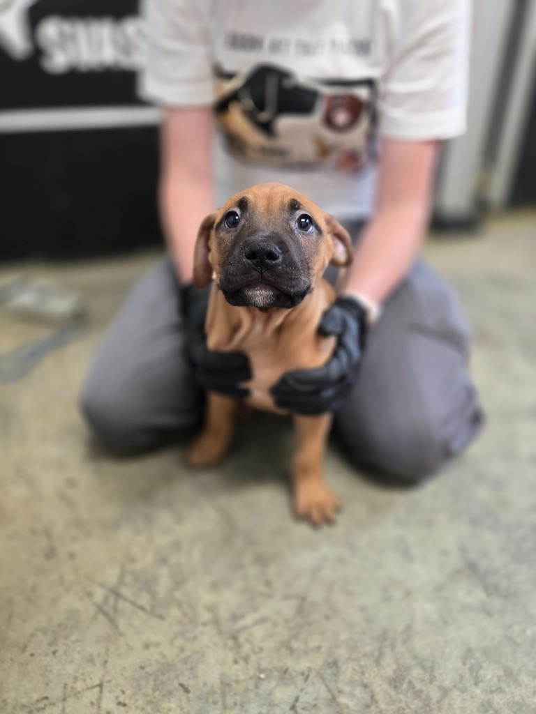 Ratatouille, an adoptable Mixed Breed in Minot, ND, 58702 | Photo Image 1