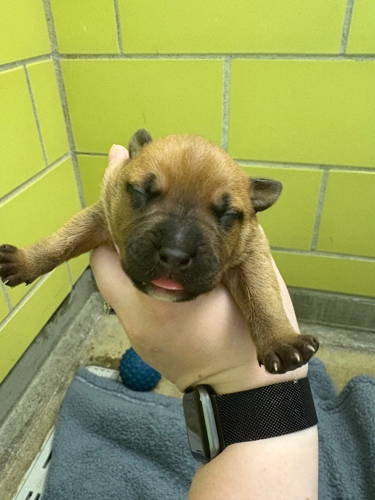 Ratatouille, an adoptable Mixed Breed in Minot, ND, 58702 | Photo Image 2