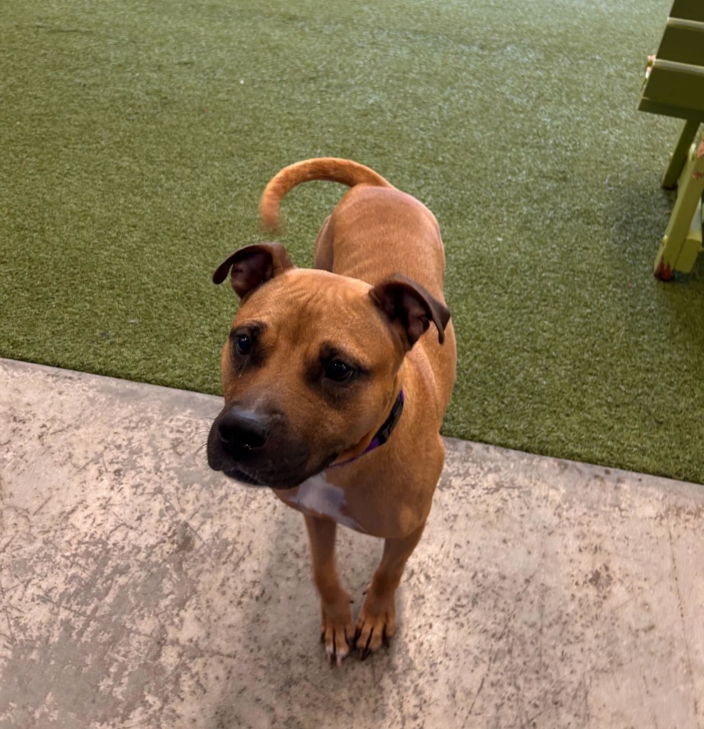 Remy, an adoptable Mixed Breed in Minot, ND, 58702 | Photo Image 1