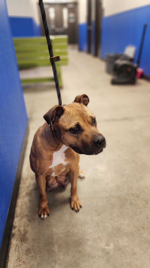 Remy, an adoptable Mixed Breed in Minot, ND, 58702 | Photo Image 2