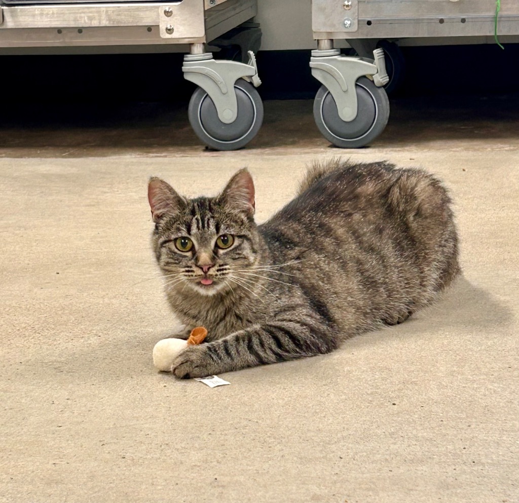 Lynx, an adoptable Domestic Short Hair in Minot, ND, 58702 | Photo Image 1