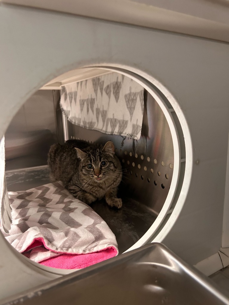 Lynx, an adoptable Domestic Short Hair in Minot, ND, 58702 | Photo Image 2