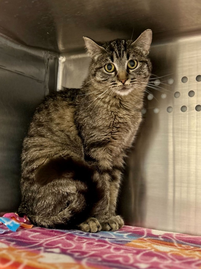 Lynx, an adoptable Domestic Short Hair in Minot, ND, 58702 | Photo Image 3