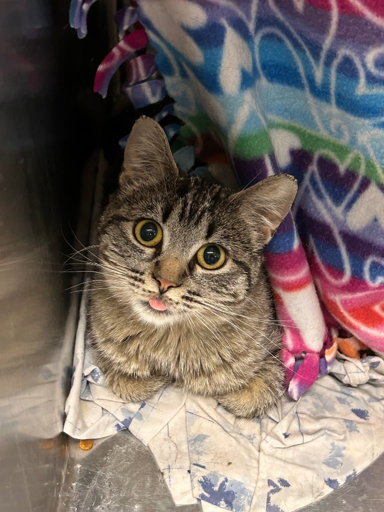 Lynx, an adoptable Domestic Short Hair in Minot, ND, 58702 | Photo Image 4