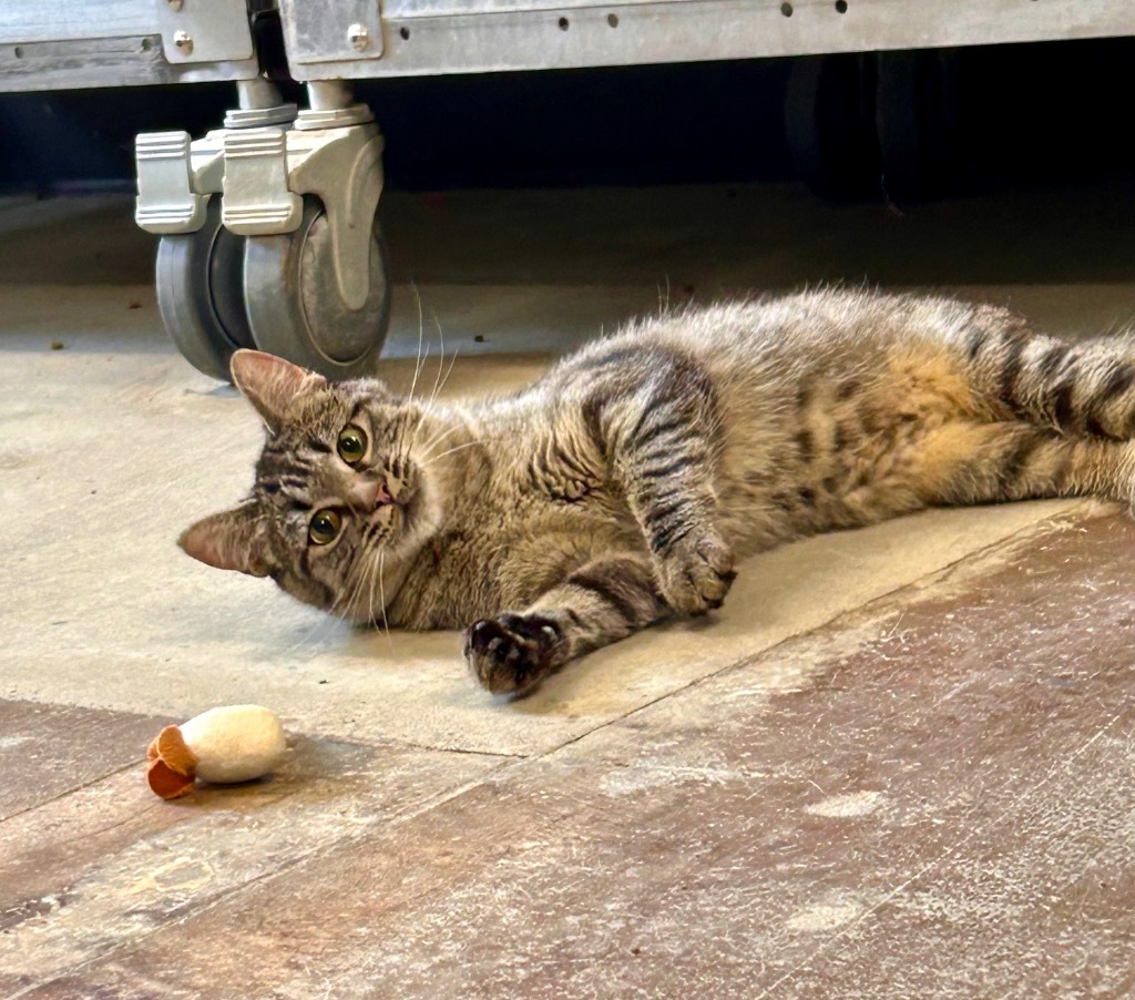 Lynx, an adoptable Domestic Short Hair in Minot, ND, 58702 | Photo Image 5
