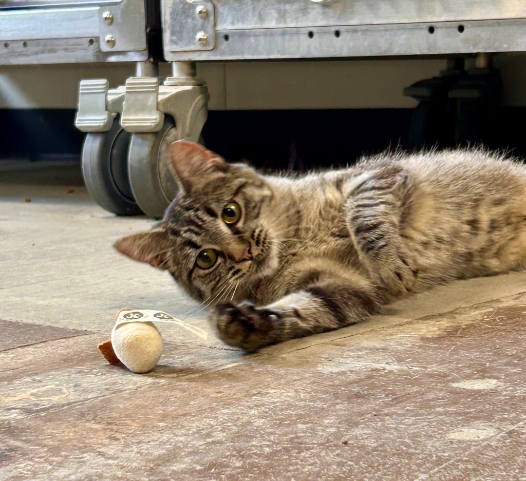 Lynx, an adoptable Domestic Short Hair in Minot, ND, 58702 | Photo Image 6