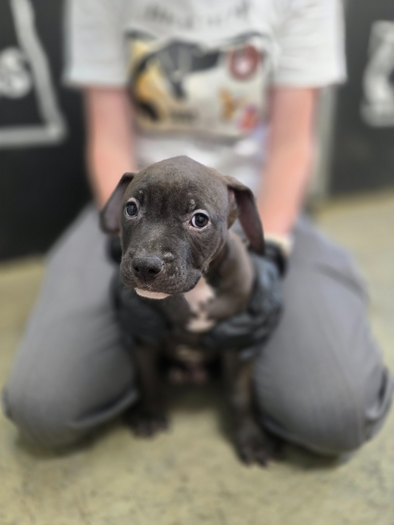 Onion, an adoptable Mixed Breed in Minot, ND, 58702 | Photo Image 1
