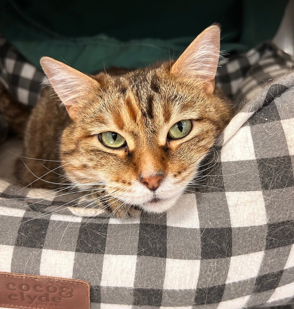 Vroom, an adoptable Domestic Short Hair in Minot, ND, 58702 | Photo Image 1