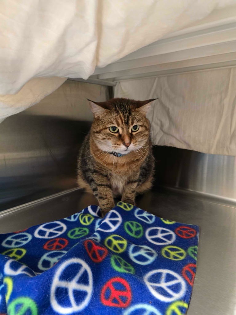 Vroom, an adoptable Domestic Short Hair in Minot, ND, 58702 | Photo Image 2