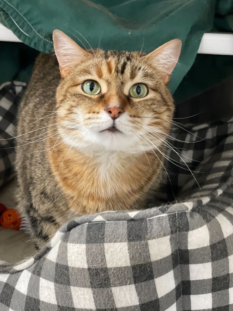 Vroom, an adoptable Domestic Short Hair in Minot, ND, 58702 | Photo Image 3