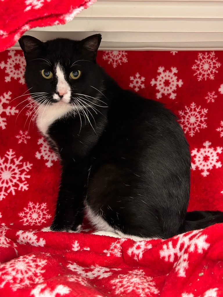 Clark, an adoptable Domestic Short Hair in Minot, ND, 58702 | Photo Image 1