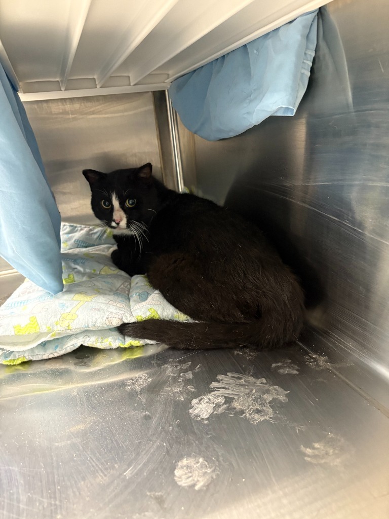 Clark, an adoptable Domestic Short Hair in Minot, ND, 58702 | Photo Image 2