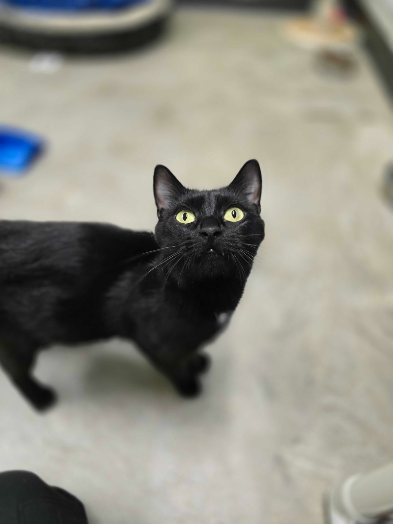Salad, an adoptable Domestic Short Hair in Minot, ND, 58702 | Photo Image 1