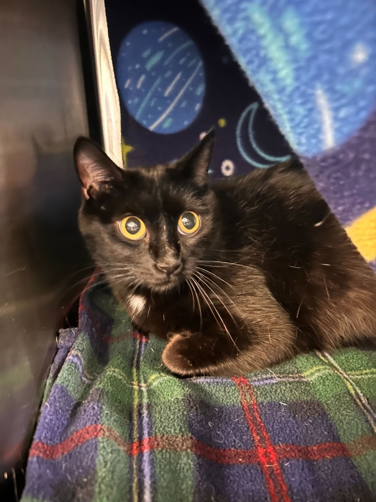 Salad, an adoptable Domestic Short Hair in Minot, ND, 58702 | Photo Image 2