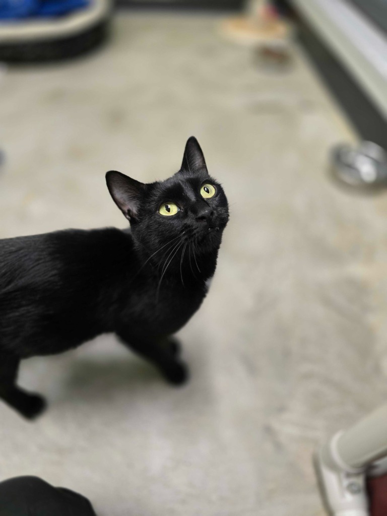 Salad, an adoptable Domestic Short Hair in Minot, ND, 58702 | Photo Image 3