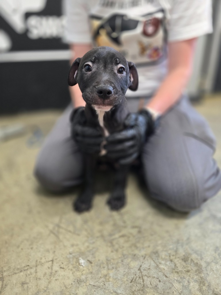Garlic, an adoptable Mixed Breed in Minot, ND, 58702 | Photo Image 1