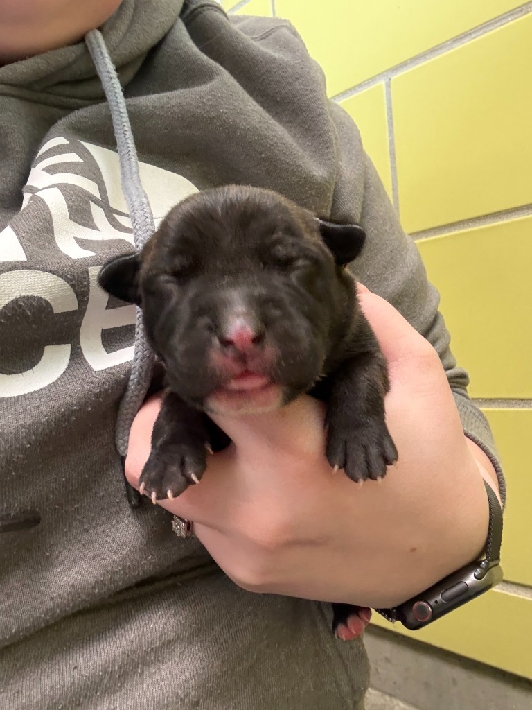 Garlic, an adoptable Mixed Breed in Minot, ND, 58702 | Photo Image 2